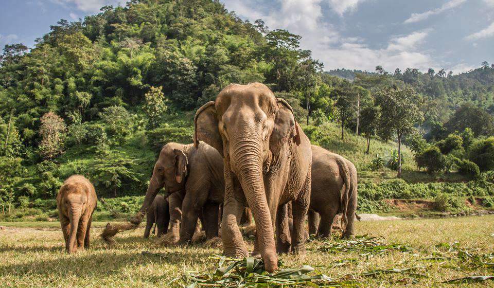 Excursi N De Medio D A Al Santuario De Elefantes Con Gu A En Espa Ol Mundo Asia