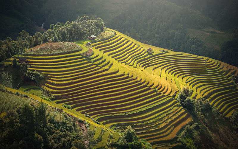 Campos aterrazados de Sapa