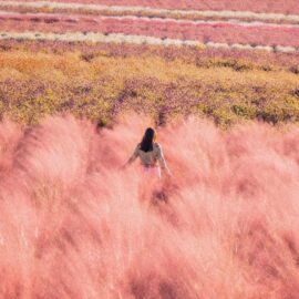 Capim rosa Muhly em Yangju