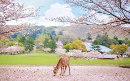 Viagem ao Japão de 10 dias com saída em português.