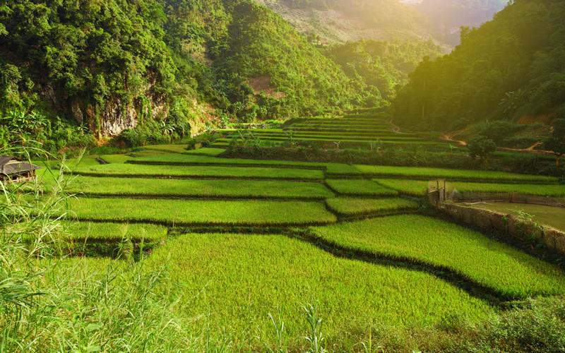 Rice Field in Mai Chau